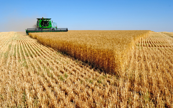 Цього року Україна навіть на тлі чергового рекордного врожаю ризикує зіткнутися із серйозними проблемами в аграрному секторі. Фото надано автором