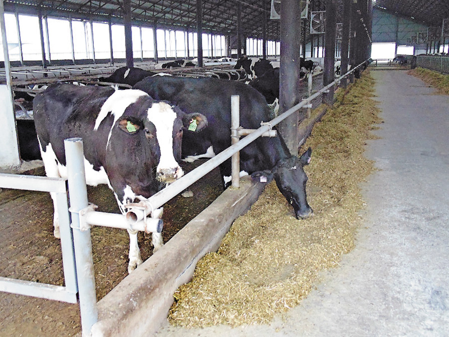 У «Степному» роблять усе можливе, щоб отримати вісім тисяч кілограмів молока від корови на рік. Фото з сайту iz.com.ua