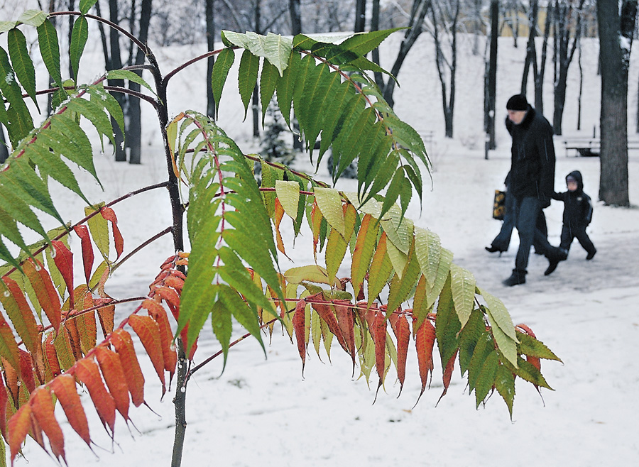За останні десять років «білий сніг на зеленому листі» з’являвся на Михайла лише двічі. Фото Володимира ЗAЇКИ