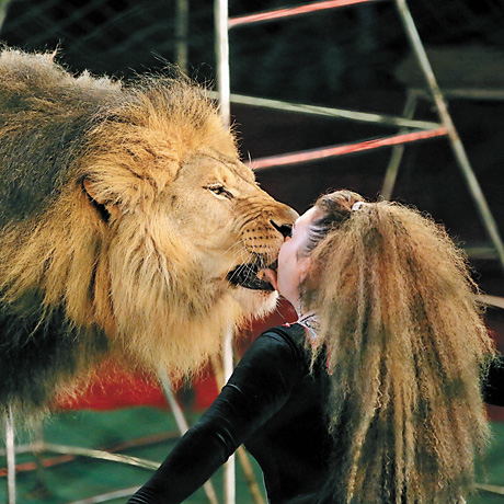Лев таки любить цілуватись!