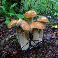 У жовтні дощ — з грибами борщ