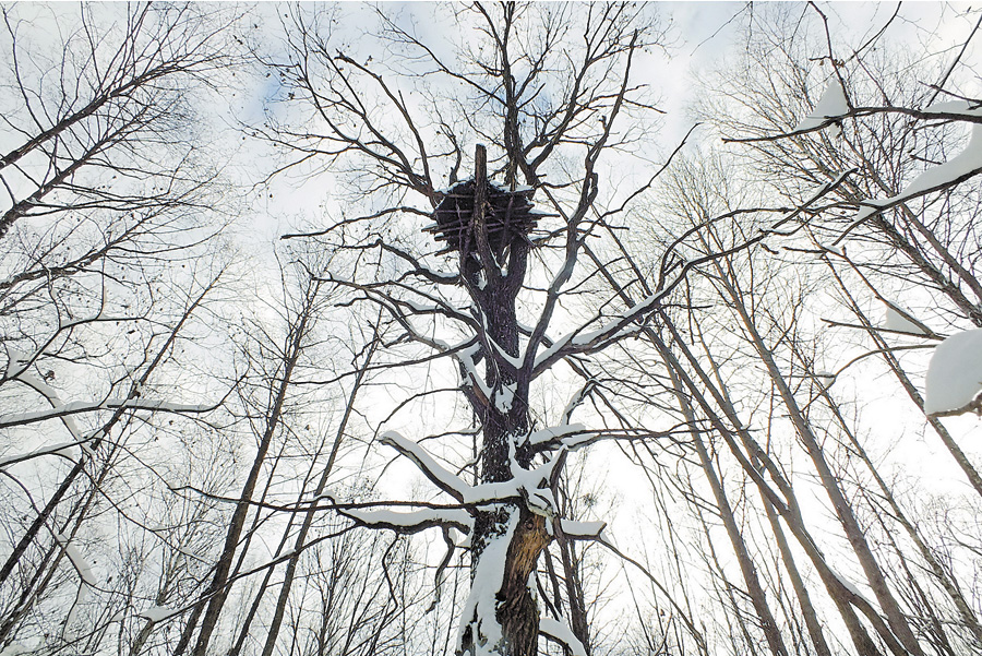 Гніздо чорного лелеки у Тетерівському лісгоспі – під надійною охороною, тож навесні птахи можуть сміливо сюди повертатися. Фото надані прес-службою КЕКЦ