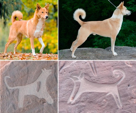 Ханаанські собаки з типовими характеристиками: колючі вуха і завиті хвости. Обидві собаки також мають біле забарвлення на грудях і місце на плечі ("галочка"). На лівій гравюрі показано собаку з «галочкою» плеча, а справа – собака з білою латкою на грудях.