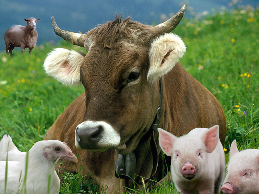 З-поміж усіх галузей тваринництва виробництво яловичини має найбільший потенціал зростання, який поки що не реалізовано. Фотоколаж з сайту dostyp.com.ua