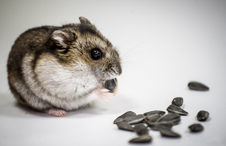 Те, що смакує мишам, до вподоби і «гризунам» кримінального штибу. Фото з сайту content.onliner.by