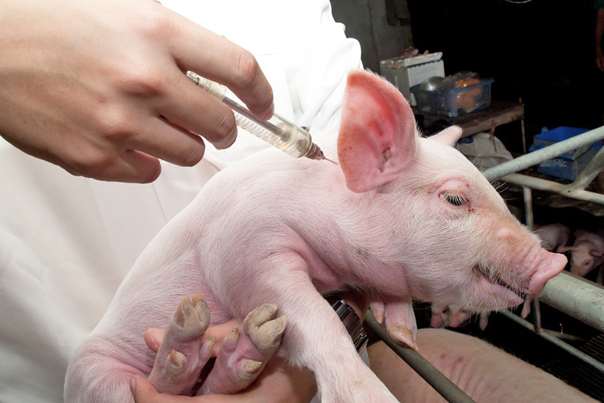 Науковці СНАУ надають особливої ваги вивченню питання боротьби з розповсюдженням африканської чуми свиней. Фото з сайту gagauzmedia.md