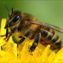 Політ бджоли над замінованим різнотрав’ям