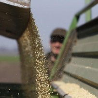 Ринок зерна: ефективне регулювання і помірне дерегулювання